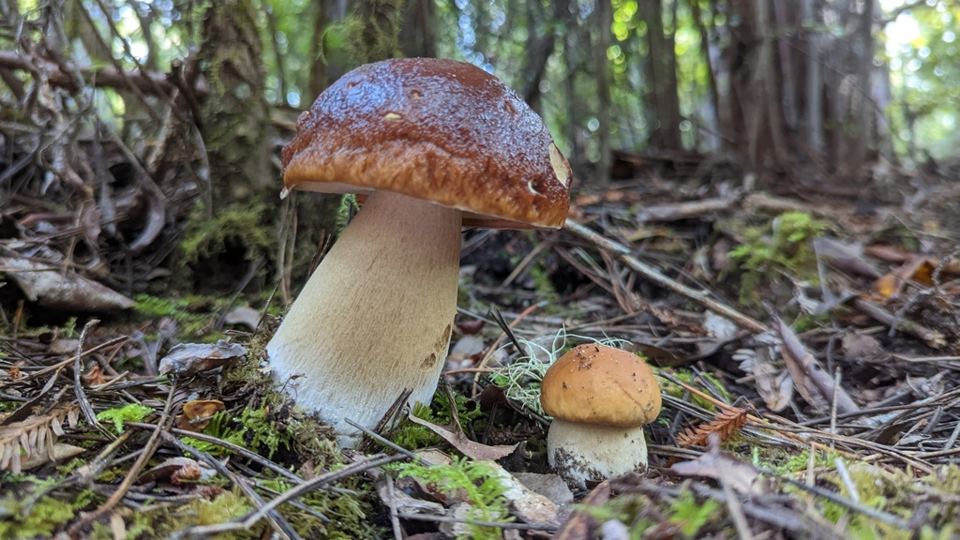 King bolete