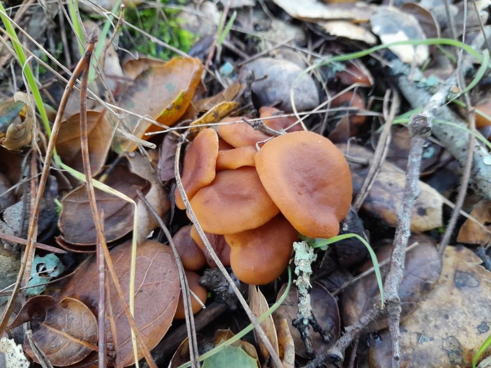 Candy cap