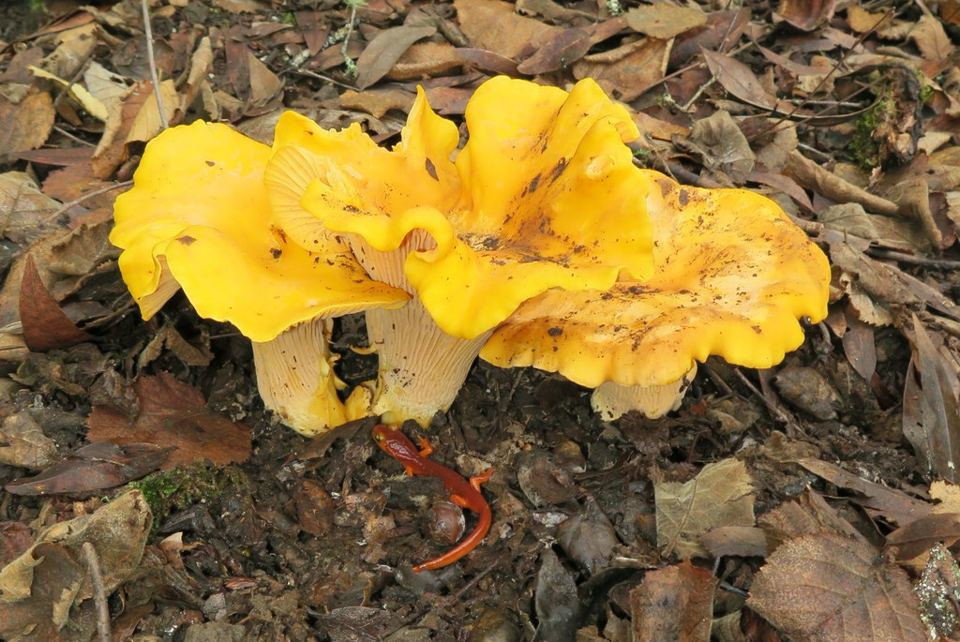 Golden chanterelle
