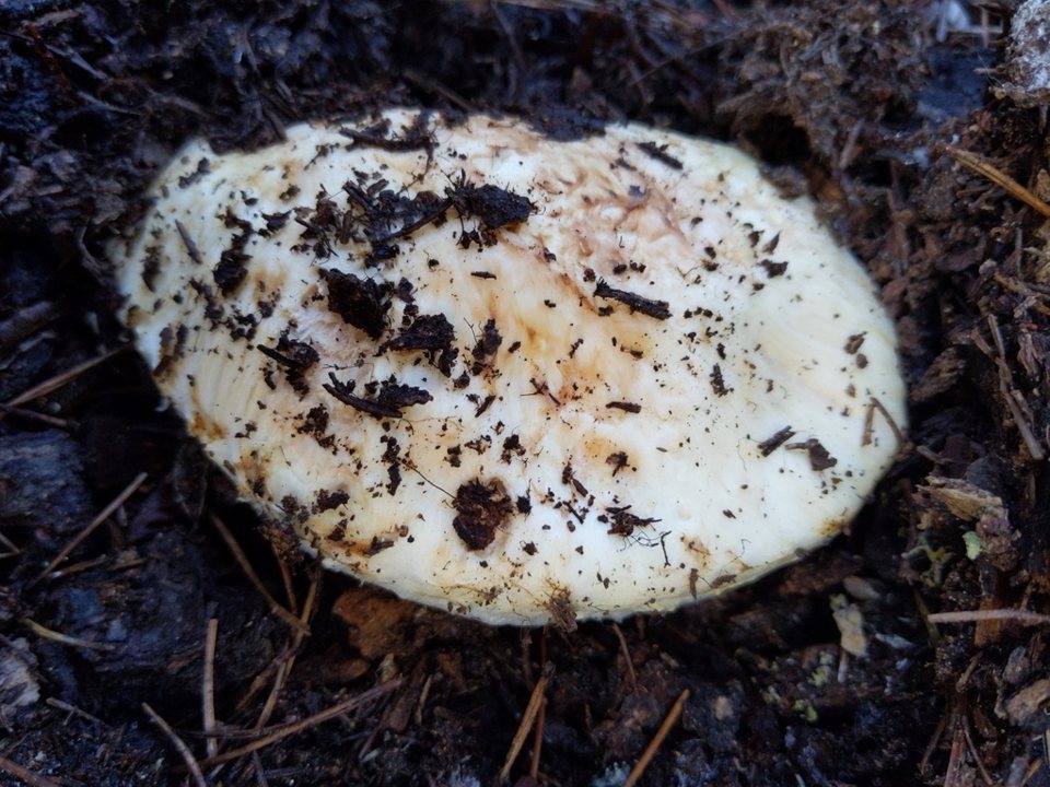 Matsutake