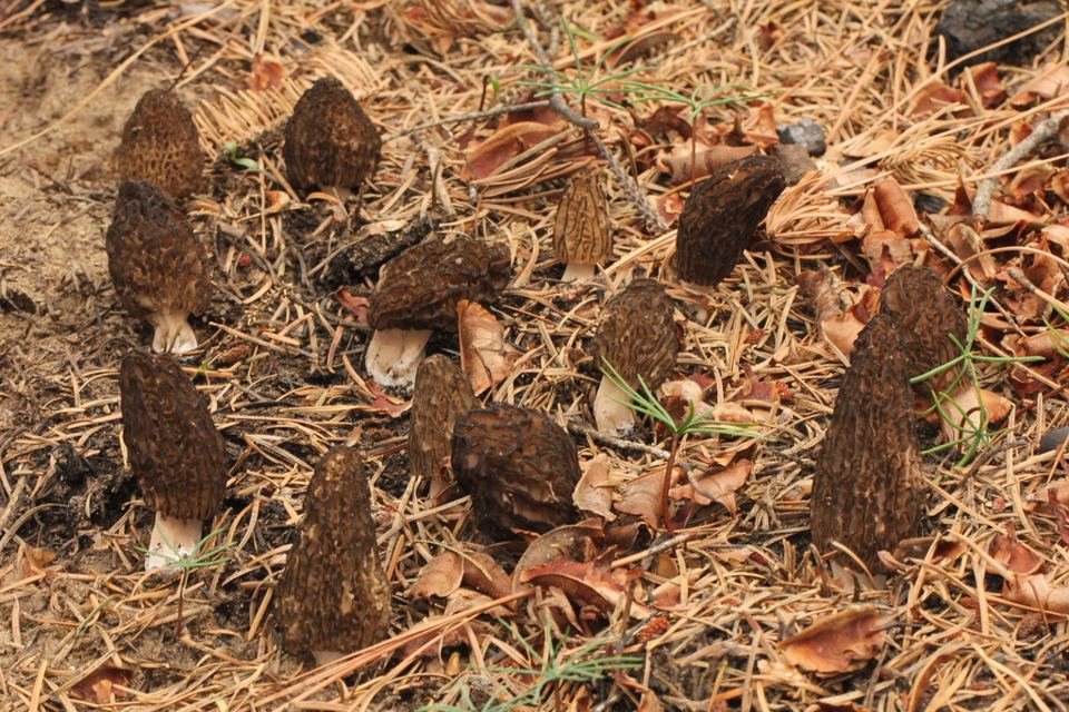 Morels