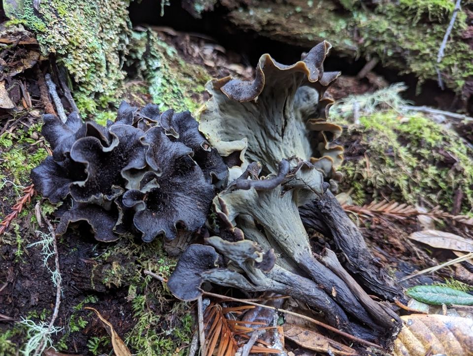 Black trumpet